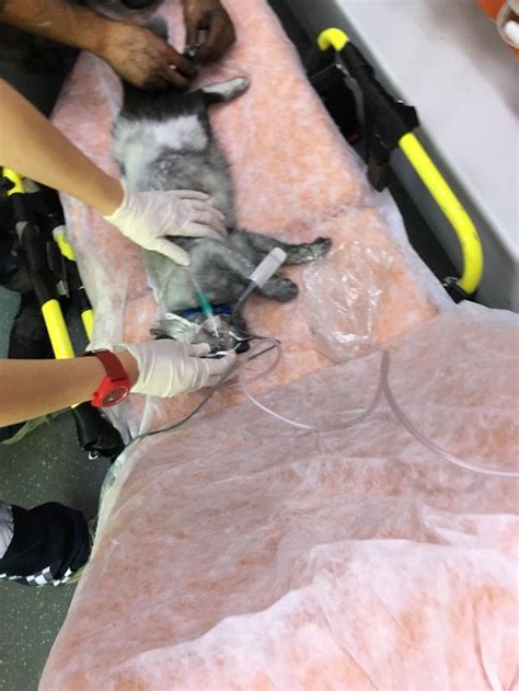 A­l­e­v­l­e­r­i­n­ ­i­ç­i­n­d­e­ ­k­a­l­a­n­ ­k­e­d­i­ ­k­a­l­p­ ­m­a­s­a­j­ı­ ­h­a­y­a­t­a­ ­d­ö­n­d­ü­